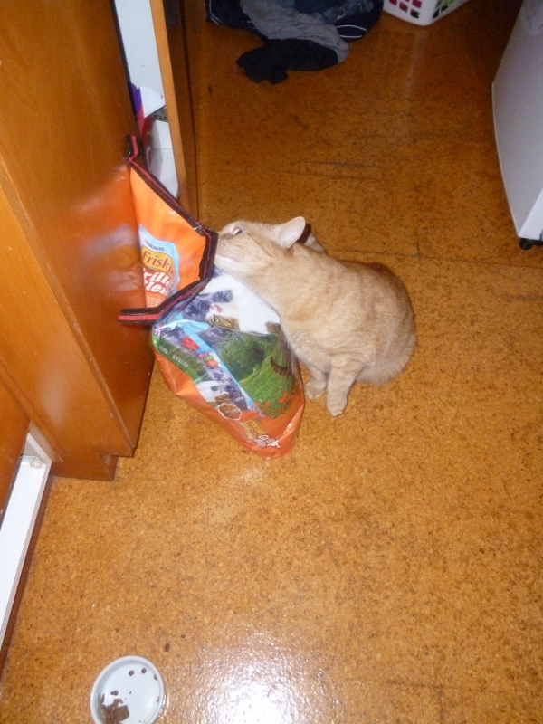 Mr puss puss smoochy the HUGE cat food bag!!